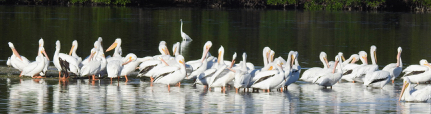 White Pelicans, Ding Darling NWR