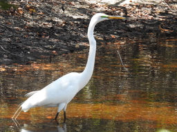 Great White Egret, Frannies Preserve, Sanibel, FL.