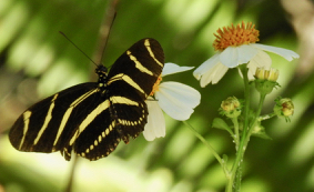 Zebra Longwing Butterfly, Frannies Preserve, Sanibel, FL.