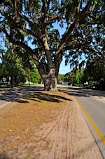 The live oak has the right-of-way.