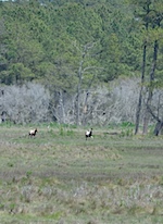 Ponies, Assateague Island NWR, VA