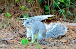 Delmarva Peninsula Fox Squirrel