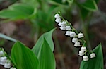 Lily of the Valley, Triple Creek Farm, Church Hill, MD.