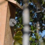 Fledgling Screech owl